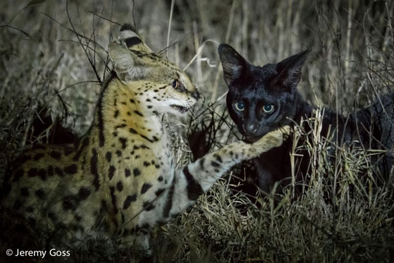 serval-kenya-jeremy-goss