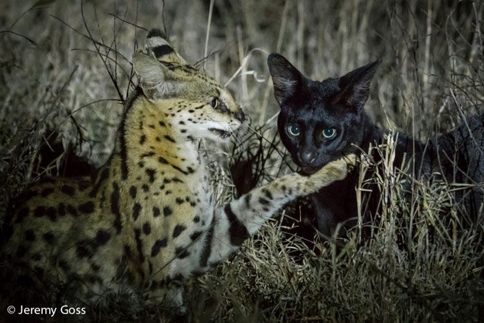 serval-kenya-jeremy-goss