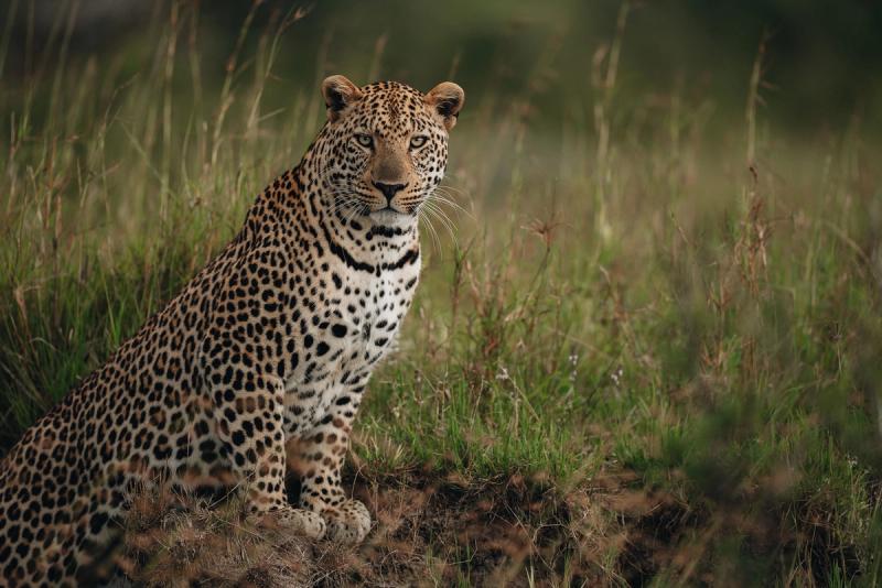 Leopard at Singita Mara River Tented Camp