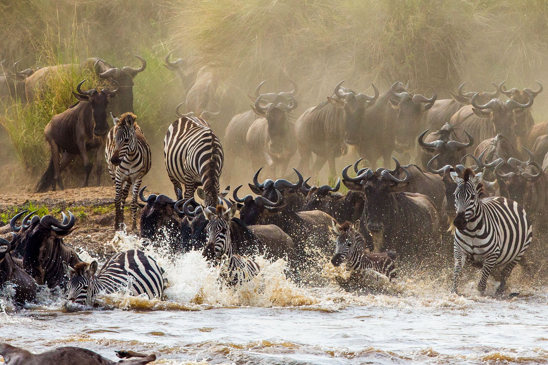 Die Große Gnuwanderung in Kenia