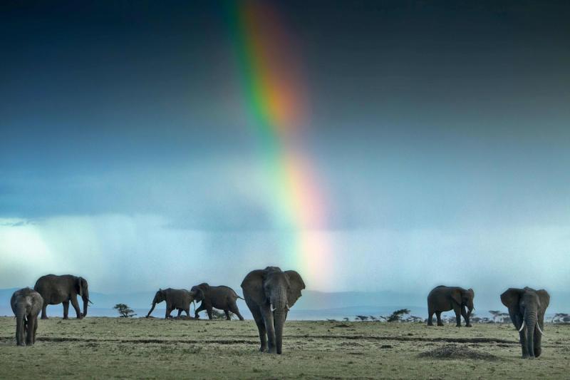Elefanten in einer offenen Graslandschaft mit Regenbogen im Hintergrund