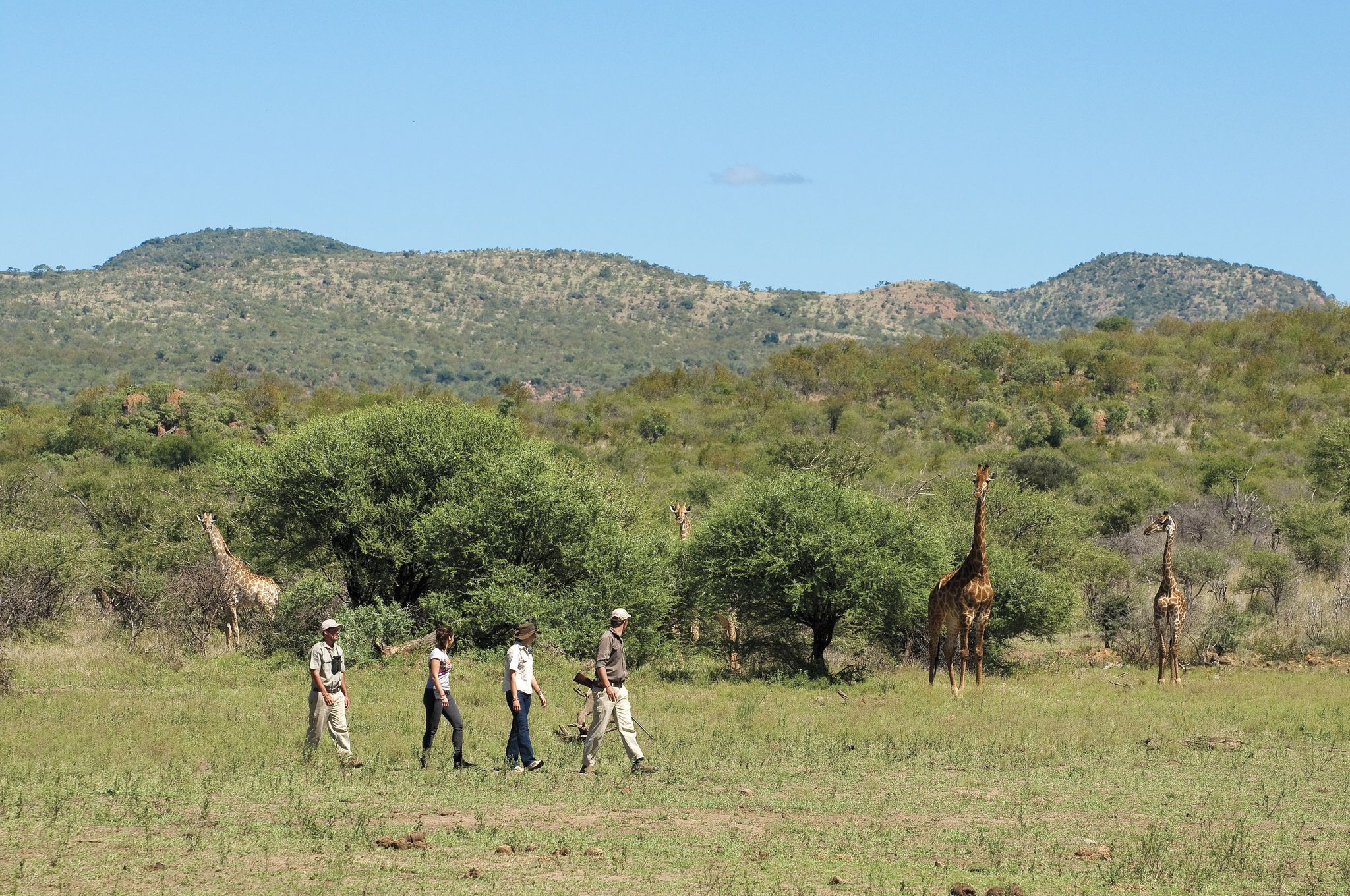 Madikwe - Une destination safari en Afrique du Sud sans paludisme