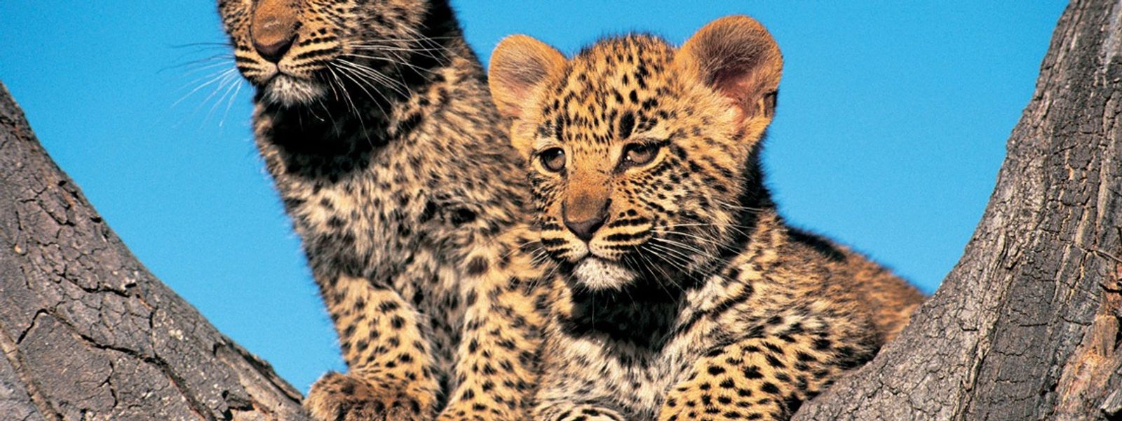 "Baby 5" | Curiosidades sobre os filhotes dos Big 5