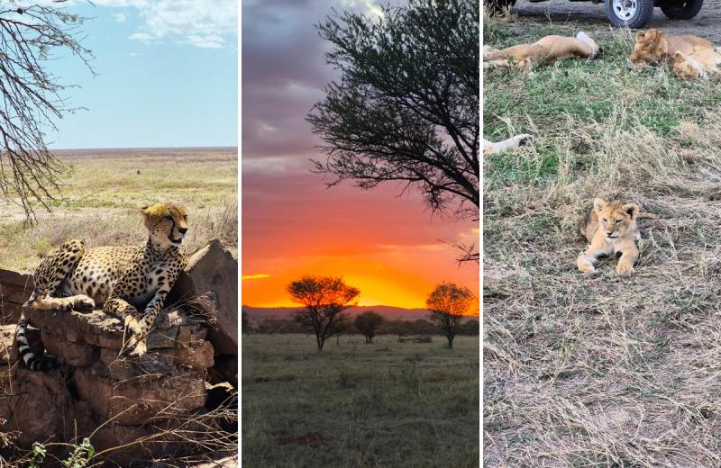 A cheetah, a sunrise, and a lion cub in the Serengeti, some of the most iconic sightings on a Tanzania safari
