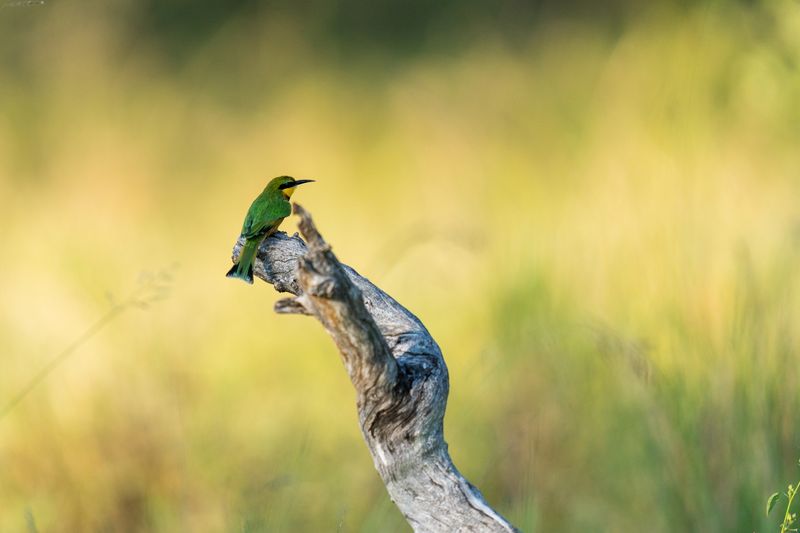Vogelbeobachtung ist eine der zahlreichen Aktivitäten, die Ihre Safari im Krüger Nationalpark zu etwas Besonderem machen