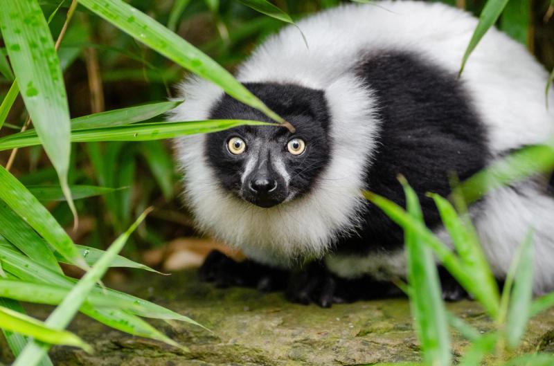 Madagascar lemur