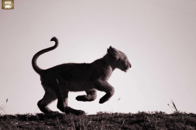 Lion cub in SA