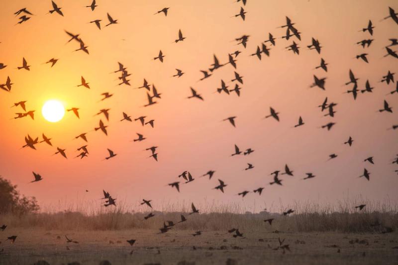 flock of birds flying against a bright orange sunset at Kings Pool Botswana