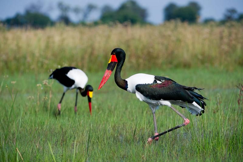 El Delta del Okavango es el paraíso de los observadores de aves. Crédito de la imagen: Wilderness Pelo