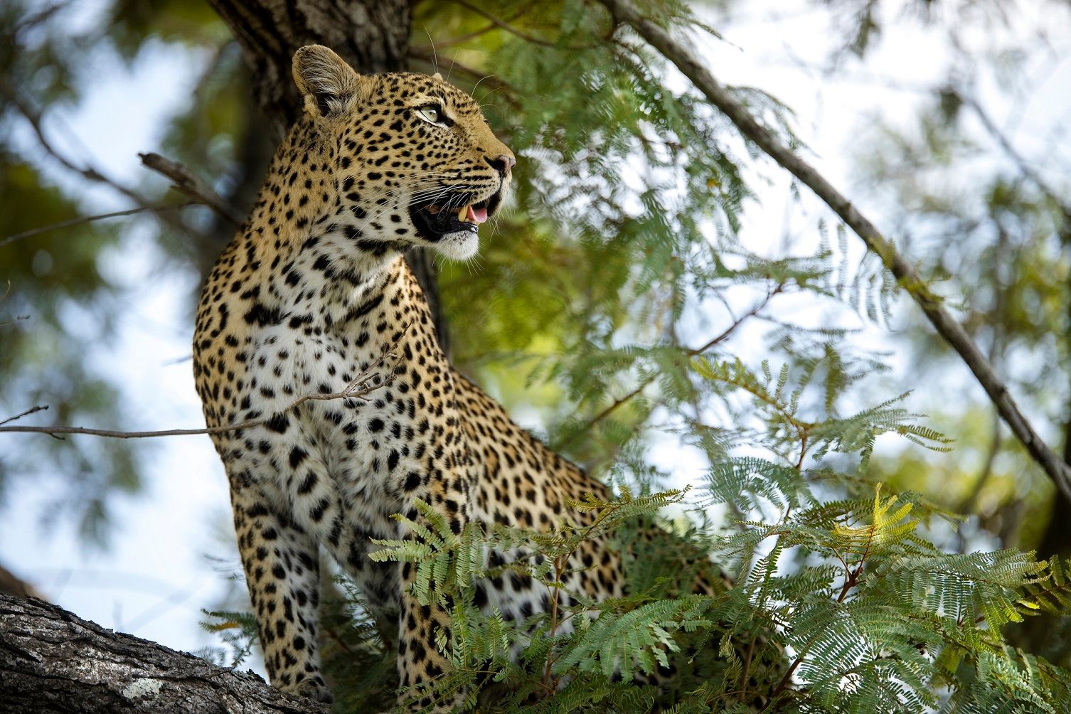 Silvan Safari Blog - An Introduction to Thandi - A Legendary Leopard