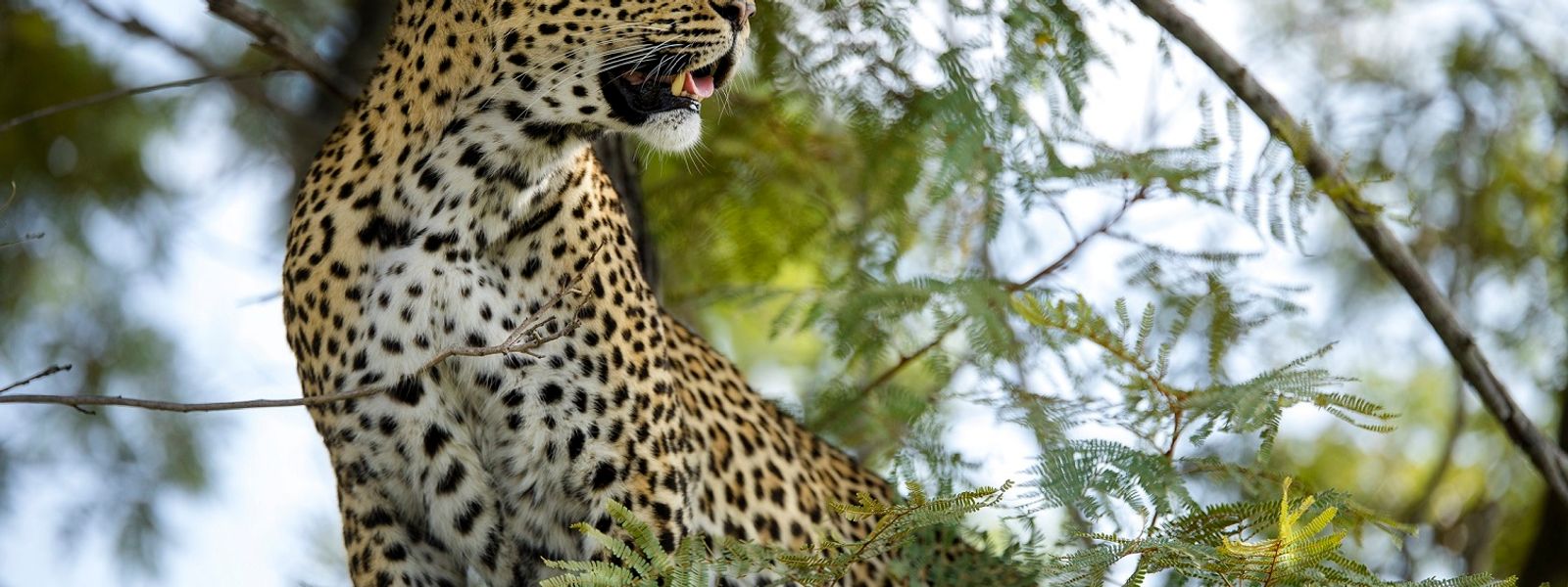 Silvan Safari Blog - An Introduction to Thandi - A Legendary Leopard