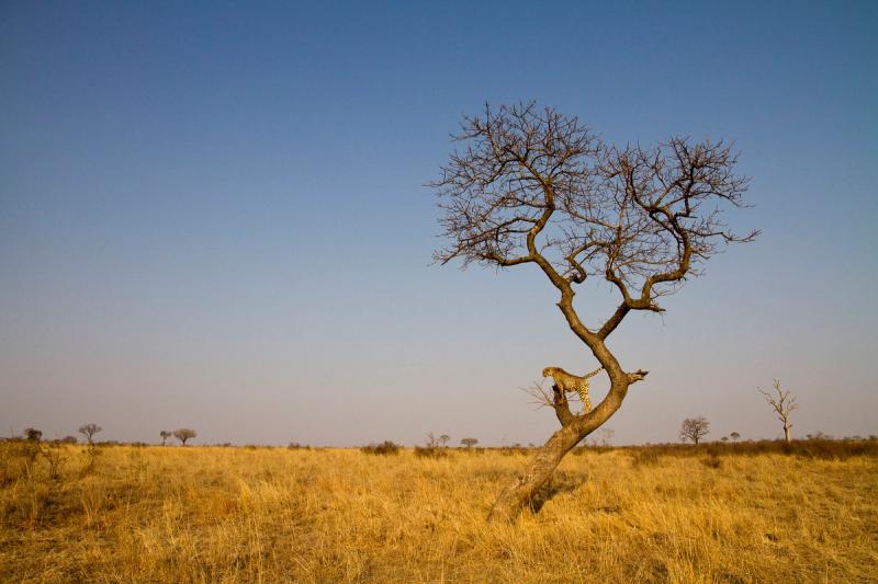 A drought can draw animals to interact differently