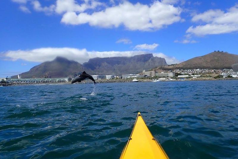 Jumping dolphin in Cape Town's bay
