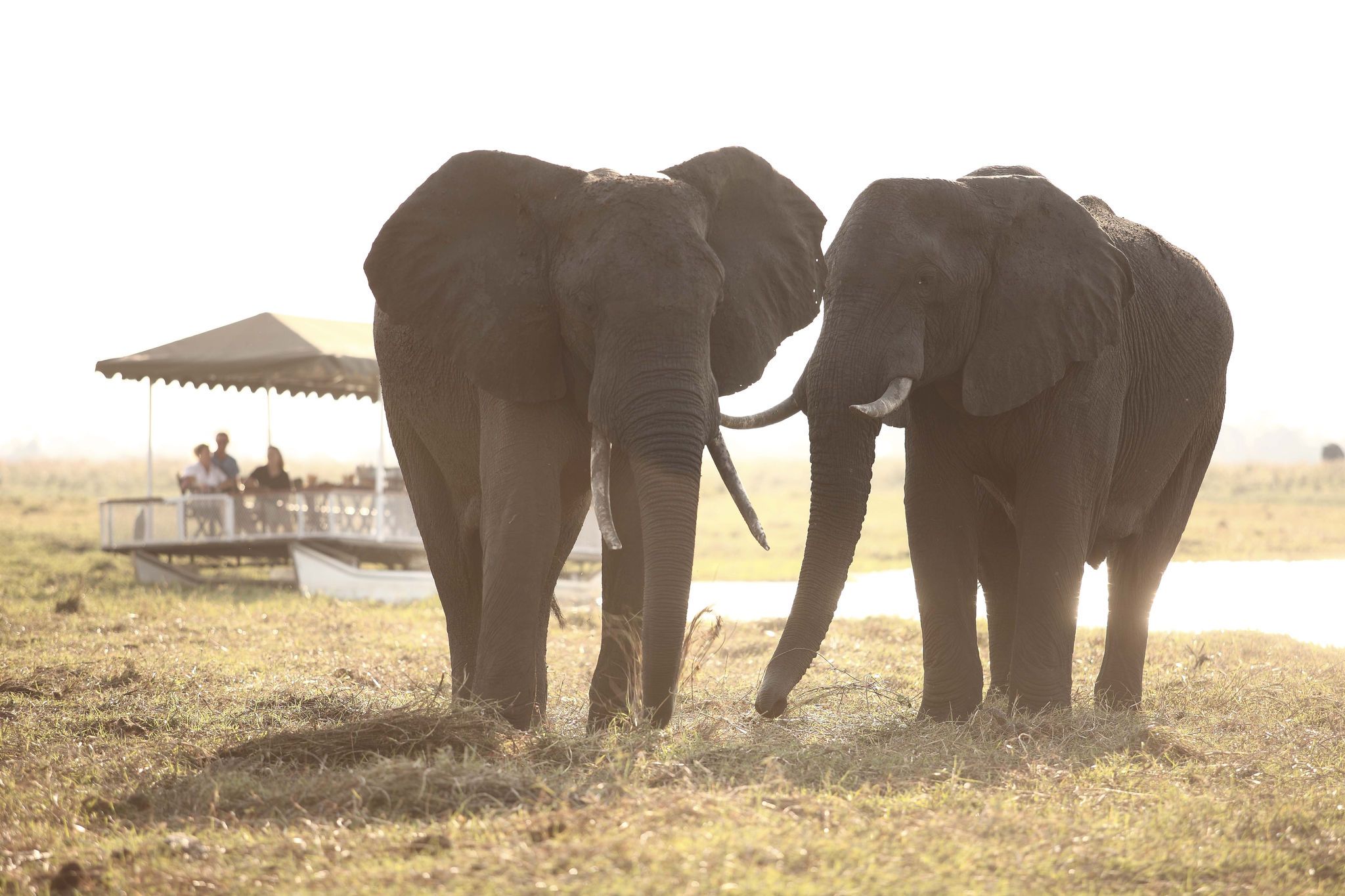 Parc National de Chobe | Bienvenue sur la Terre des Géants