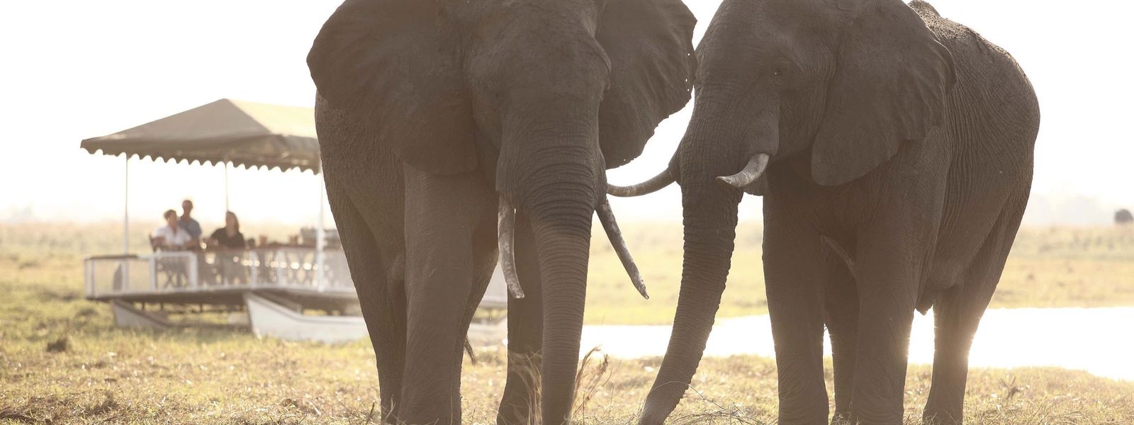 Parc National de Chobe | Bienvenue sur la Terre des Géants