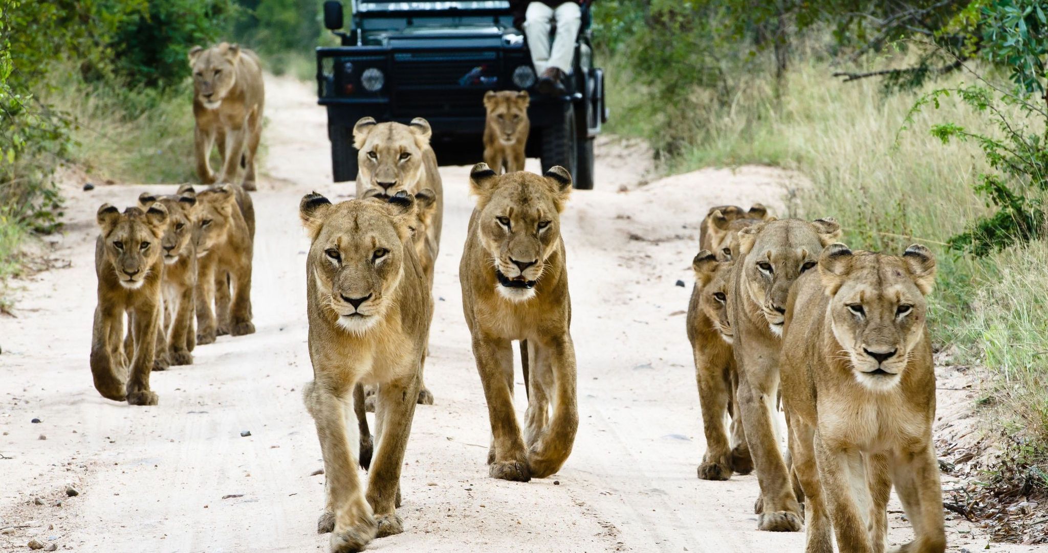 Safari en famille à Sabi Sand | Top 5 des lodges safari