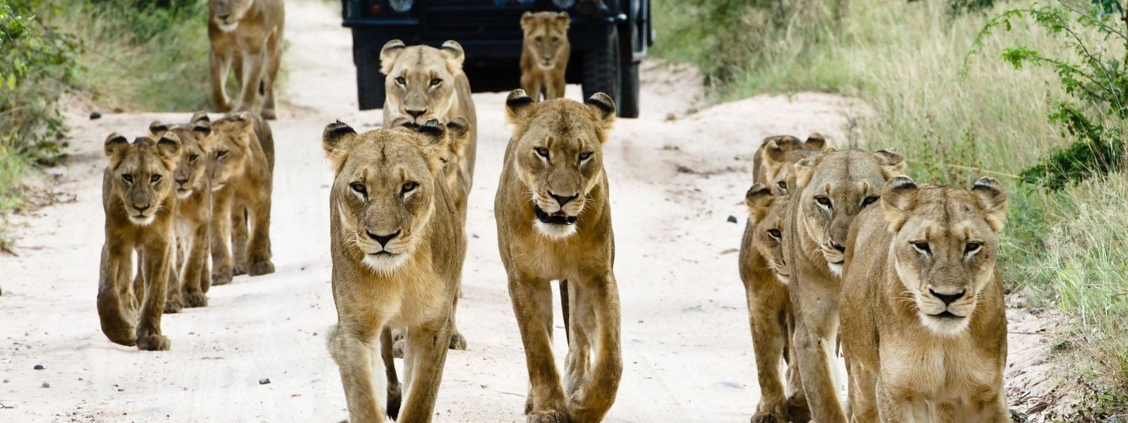 Safari en famille à Sabi Sand | Top 5 des lodges safari