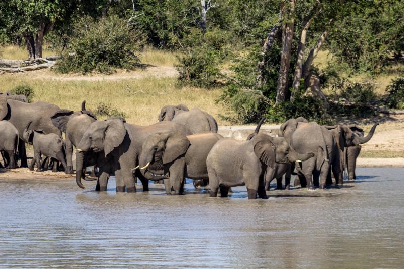 The wildlife at Gonarezhou National Park aren;t yet habituated