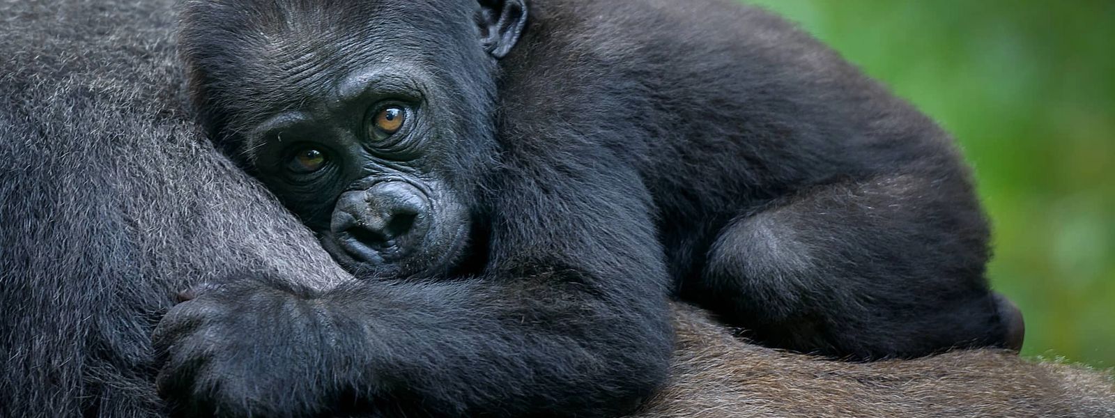 Abenteuer in Ostafrika (1): Uganda