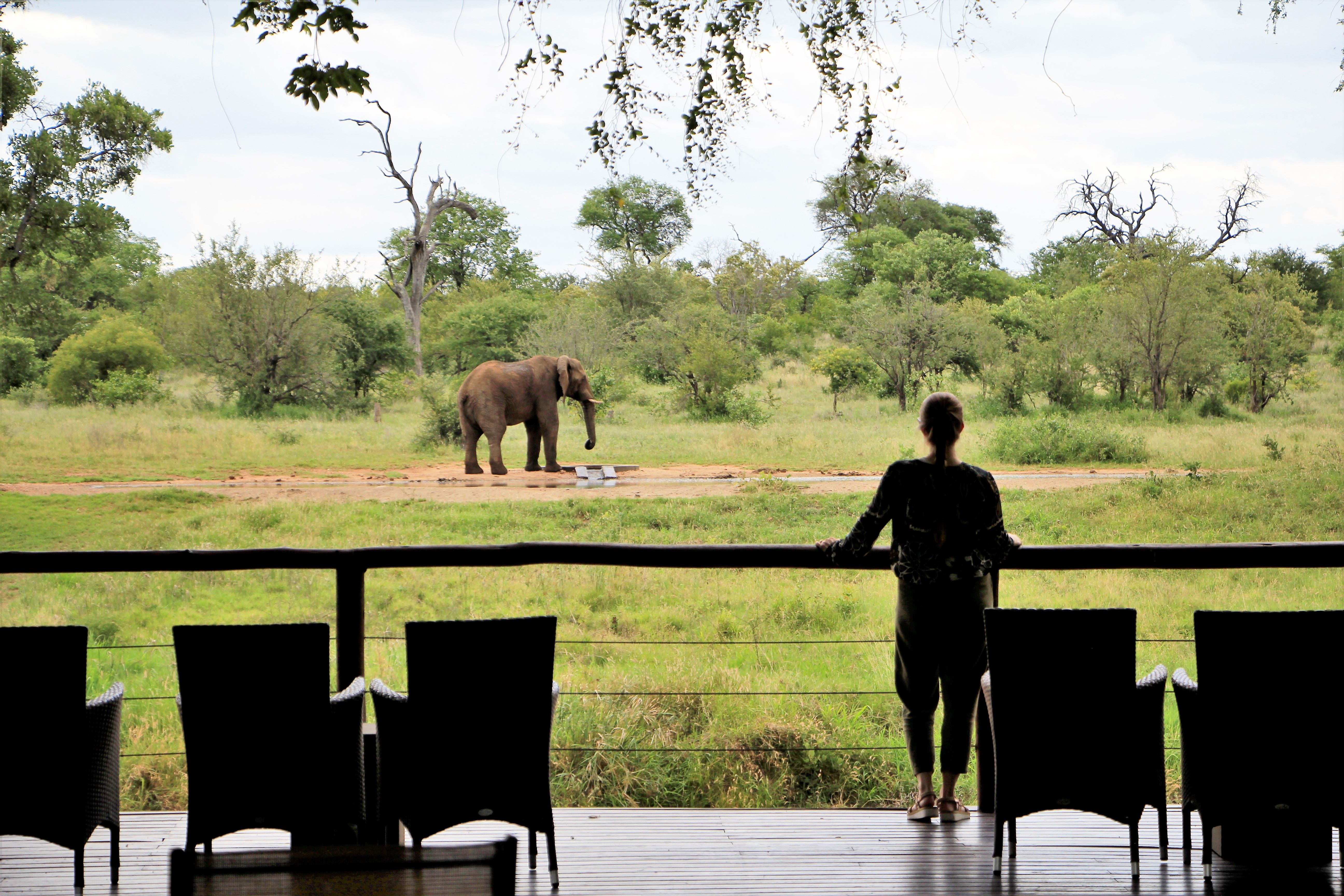Senalala Safari Lodge: un safari para todos los sentidos