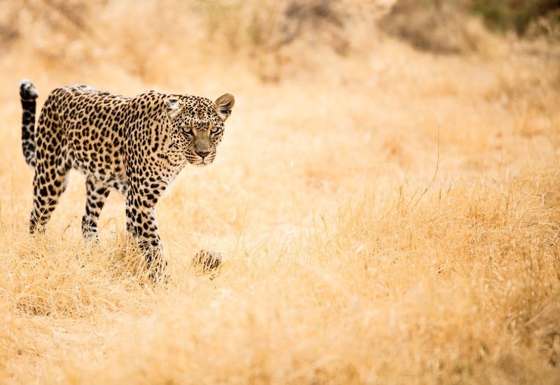 safári no botswana