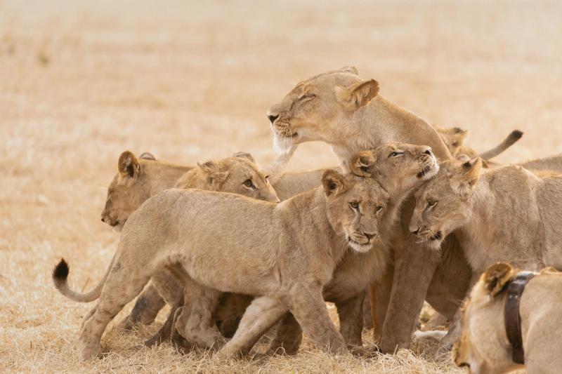 A pride of lionesses and cubs huddle together on the dry grasslands of Africa during the safari season