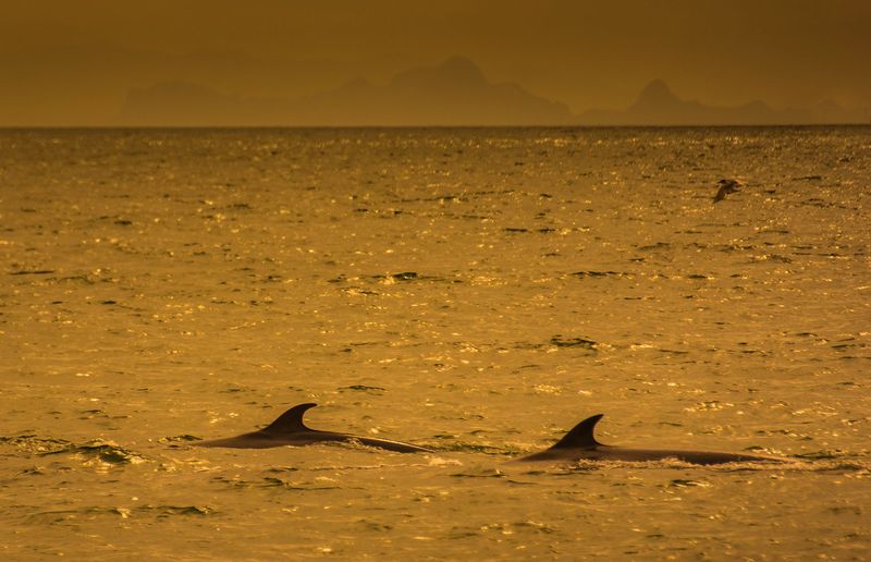 dorsla fin of two Brydes whales in Bang Tabun