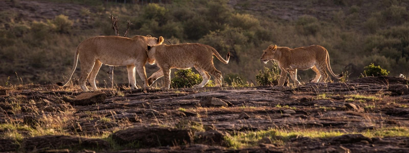 Safari in October: Why This Shoulder Month Steals the Show