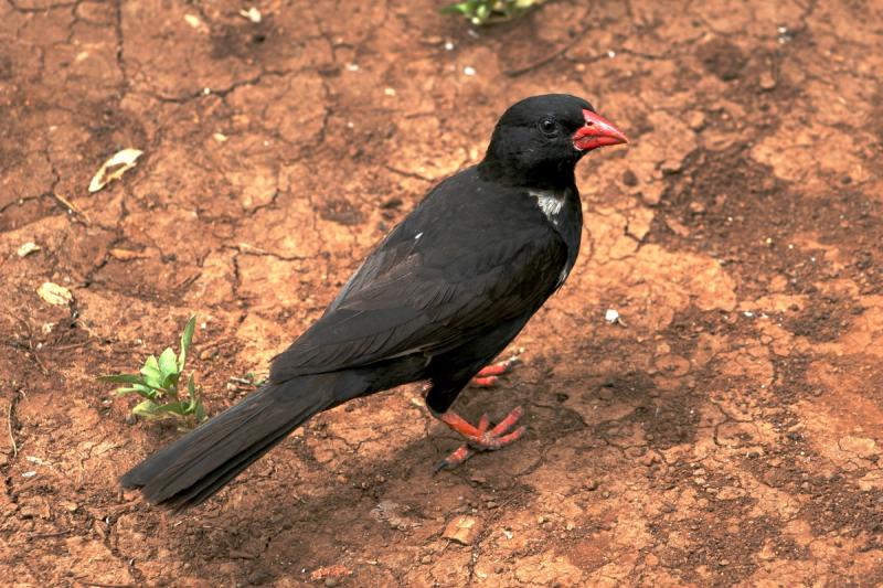 buffalo weaver one of the Little Five of africa