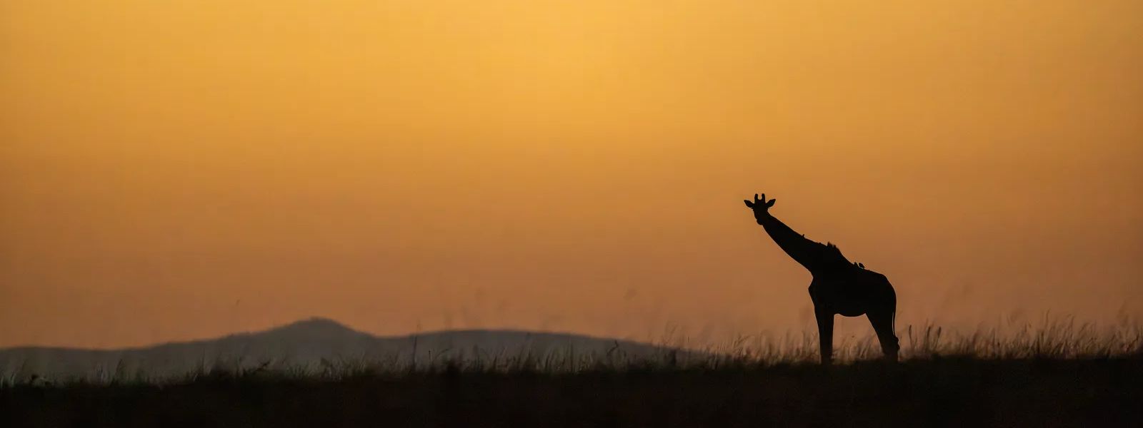 Kenya Safari: A Country of Contrasts