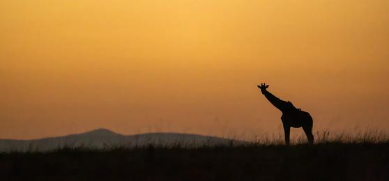 Kenya Safari: A Country of Contrasts