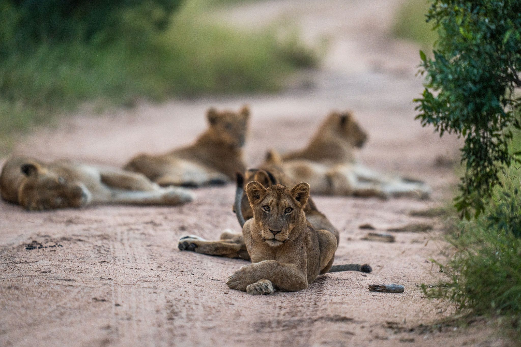 Urlaub in Südafrika: Krüger, Kapstadt & Garden Route