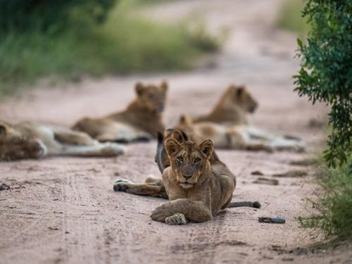 Urlaub in Südafrika: Krüger, Kapstadt & Garden Route