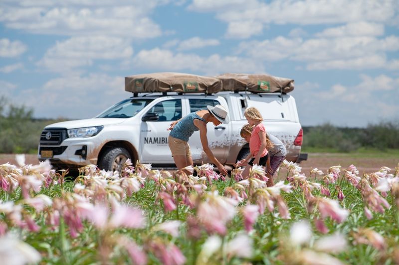 Die Sandhof Lilien in voller Blüte