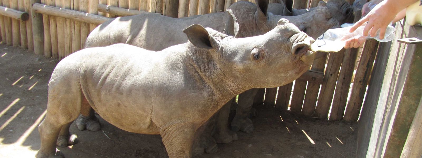 Meet Don: A New Addition To Our Rhino Africa Family