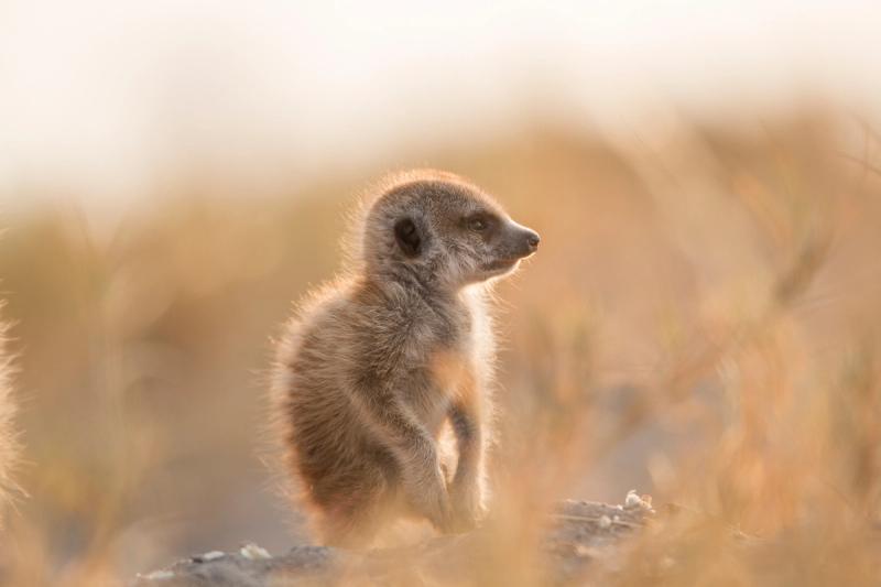  A young meerkat standing upright on sandy ground, keeping watch
