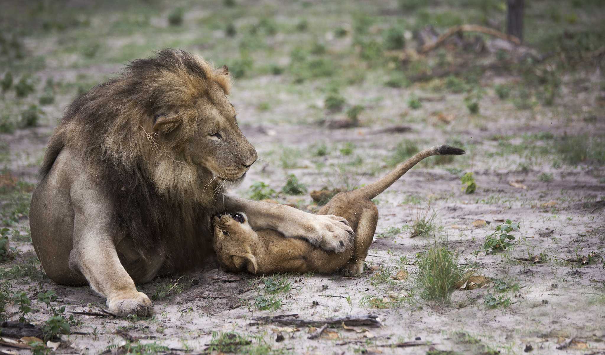 PHOTOS : Les pères de famille de la savane