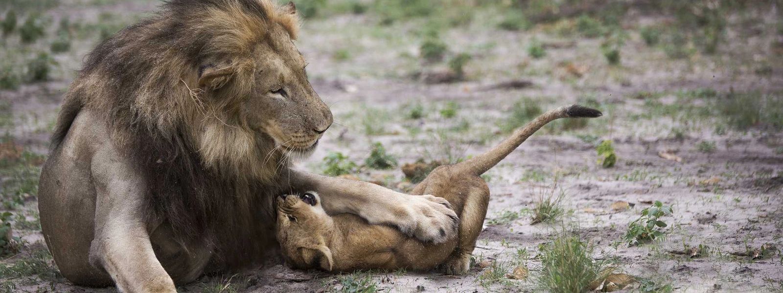 PHOTOS : Les pères de famille de la savane