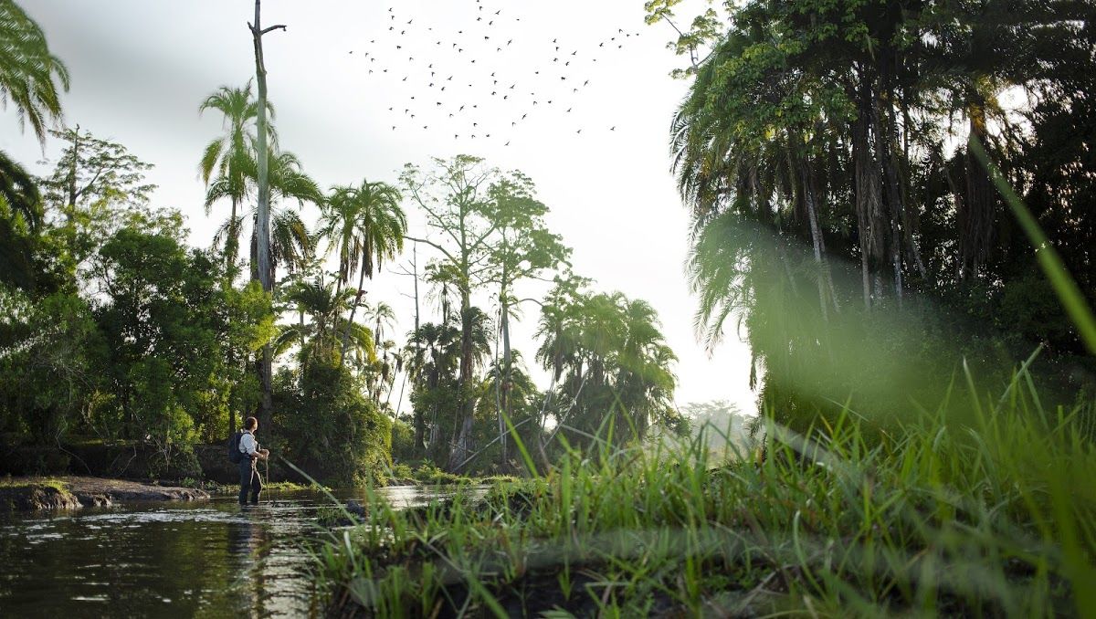 Explorando la selva tropical del Congo