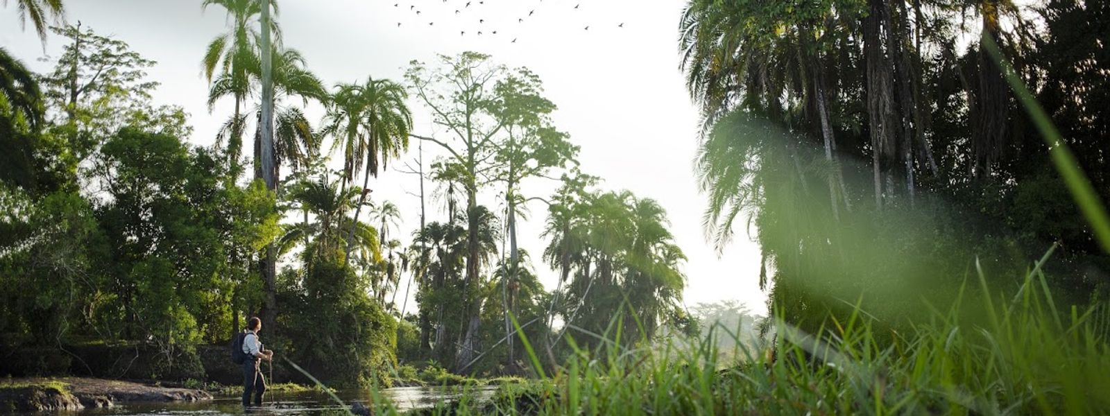 Explorando la selva tropical del Congo