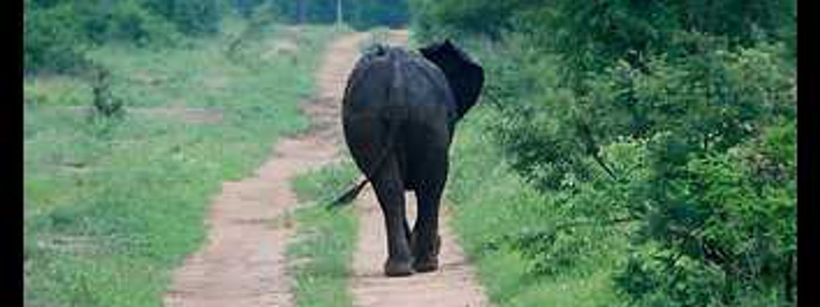 From the Rhino Africa Flickr Group - Bye Bye Elephant