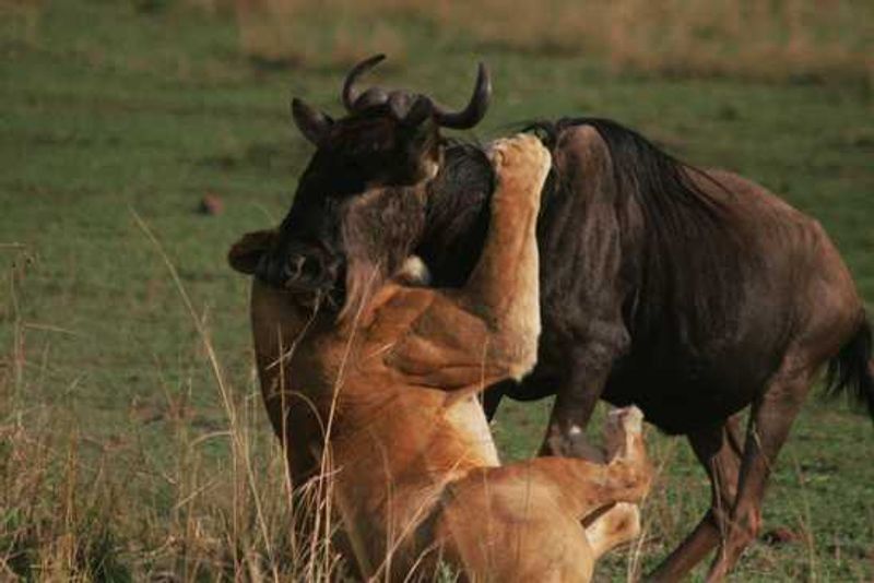 A female lion has success on the plains of East Africa