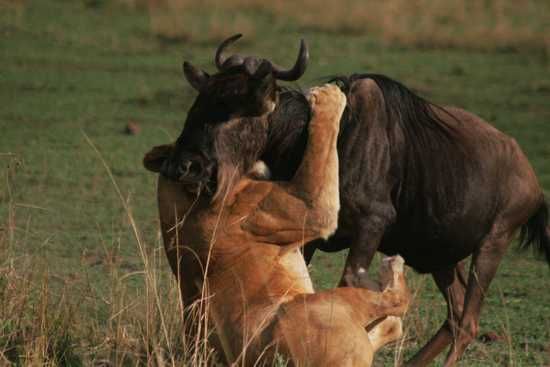 A female lion has success on the plains of East Africa