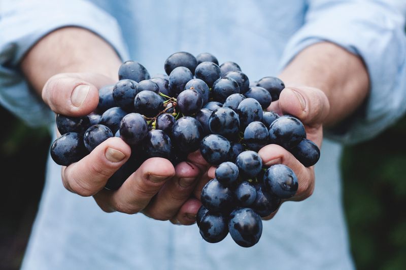 Uvas nas mãos de um produtor