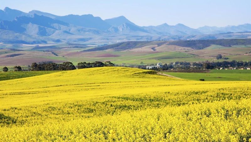 Gelbes Rapsfeld vor grünen Bergen in der Overberg-Region