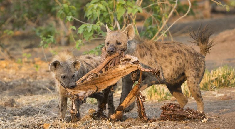 Expect to be surprised on a Zimbabwe safari