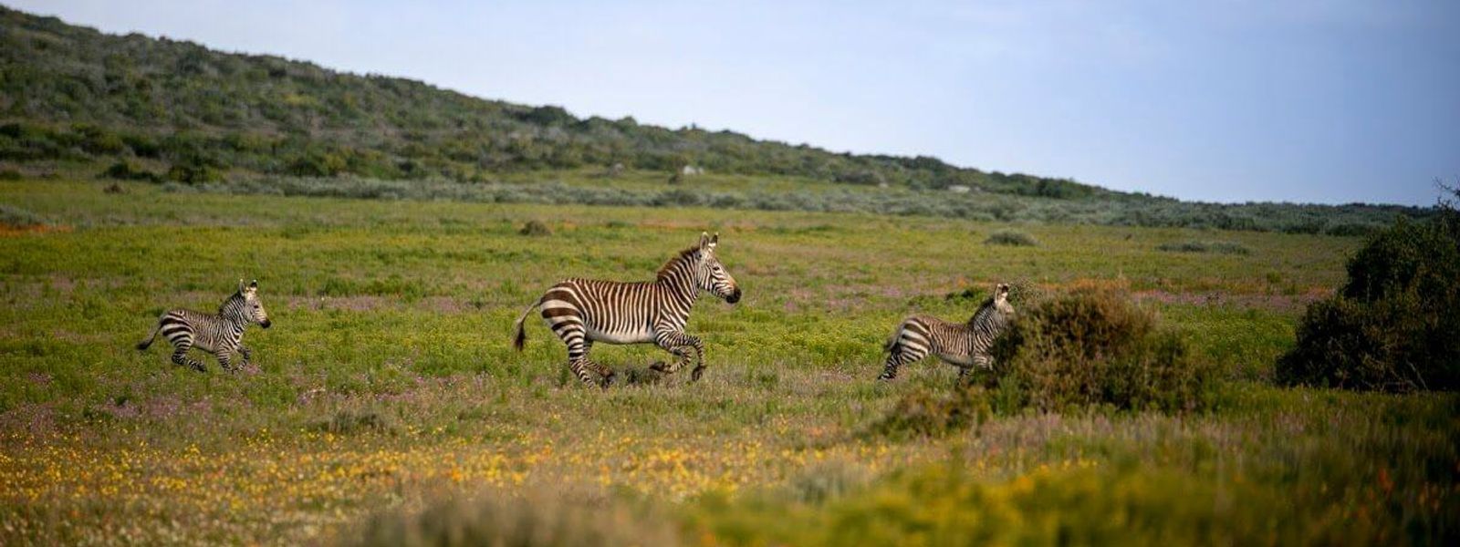 Lagon de Langebaan : un safari et des fleurs