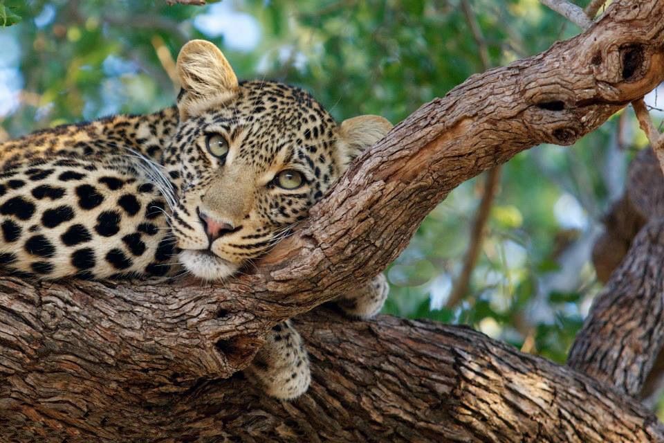 Guepardo y leopardo | ¿Cuáles son las diferencias?