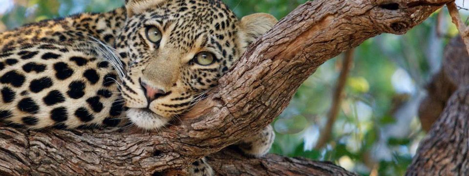 Guepardo y leopardo | ¿Cuáles son las diferencias?