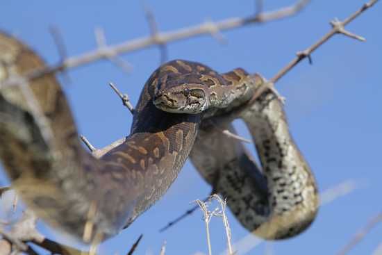 A python suns itself in a tree